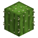 Kaktus