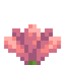 Kaktusblüte