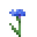 Kornblume