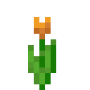 Orange Tulpe