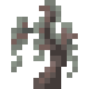 Blasseichensetzling