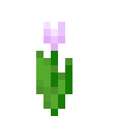 Rosa Tulpe
