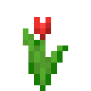 Rote Tulpe