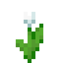 Weiße Tulpe